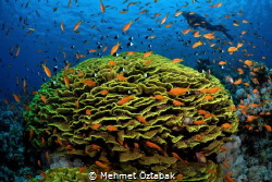 underwater life    
Red sea /Tiran  reefs by Mehmet Öztabak 